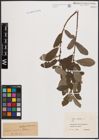 Foto von Salix cinerea L.